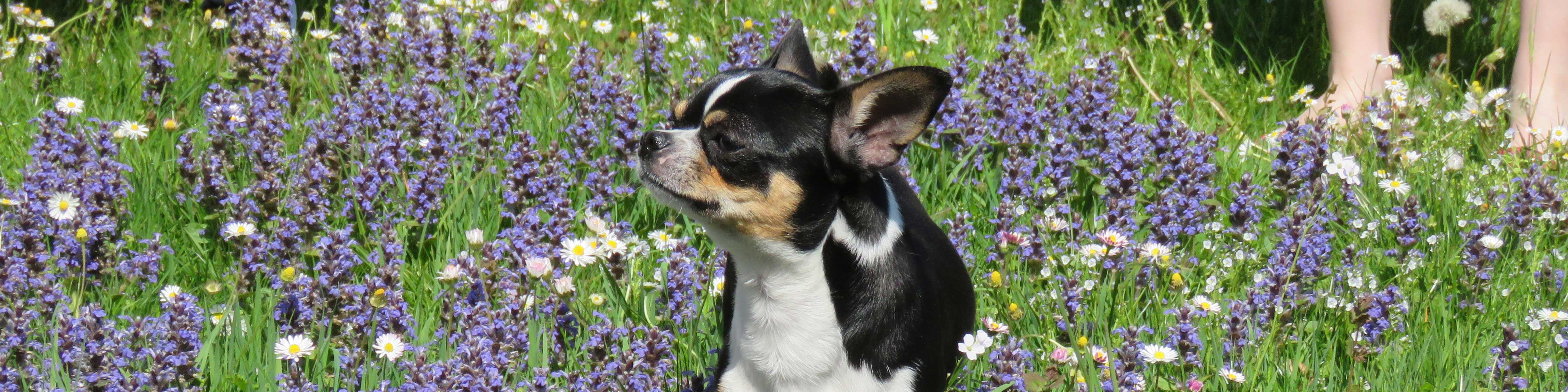 Chihuahua auf einer Blumenwiese