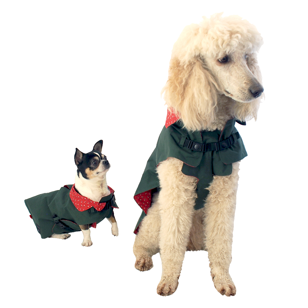 Pudel und Chihuahua mit Hundemantel Oilskin grün