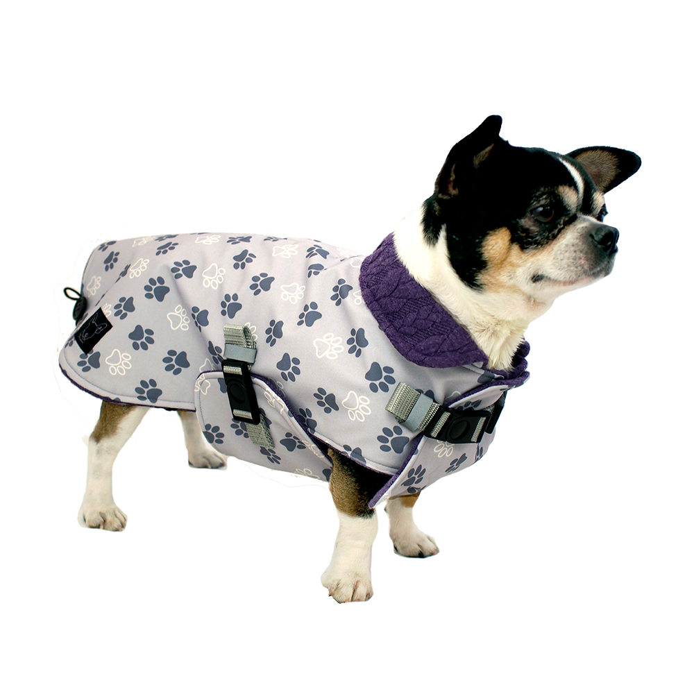 Chihuahua mit Hundemantel Softshell lila stehend