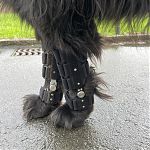 Hund mit Karpi stop beidseits