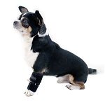 Karpi stabil am Chihuahua